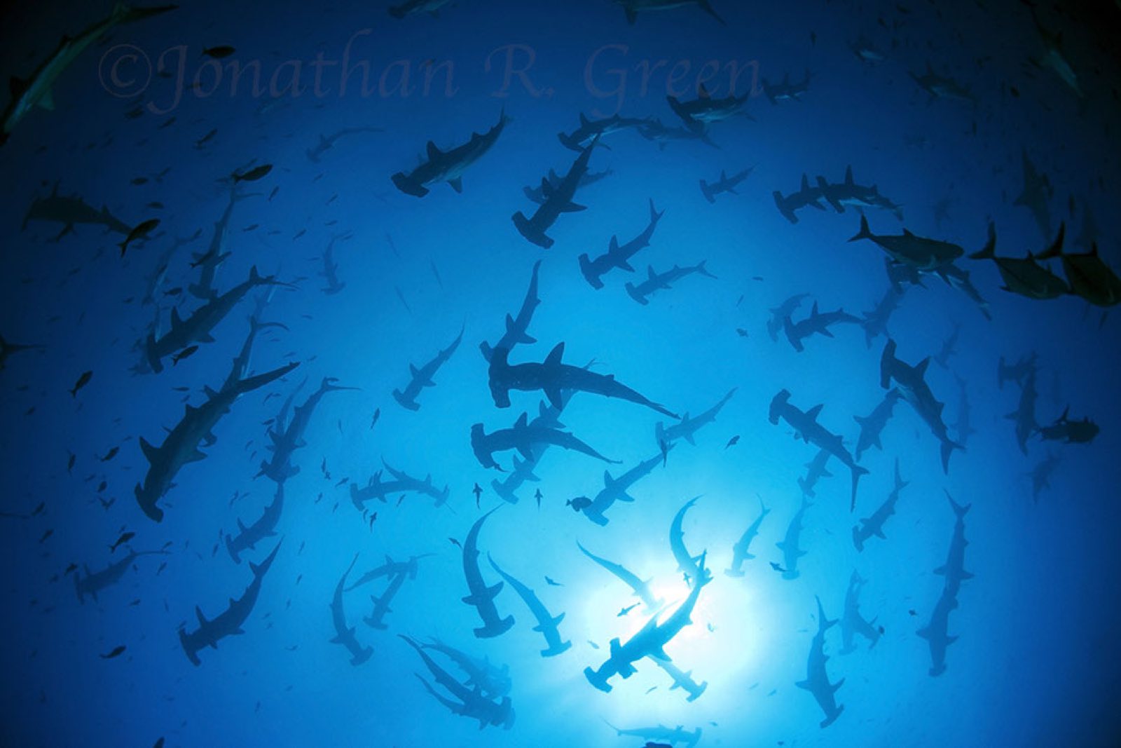 Galapagos Citizen Science Expedition