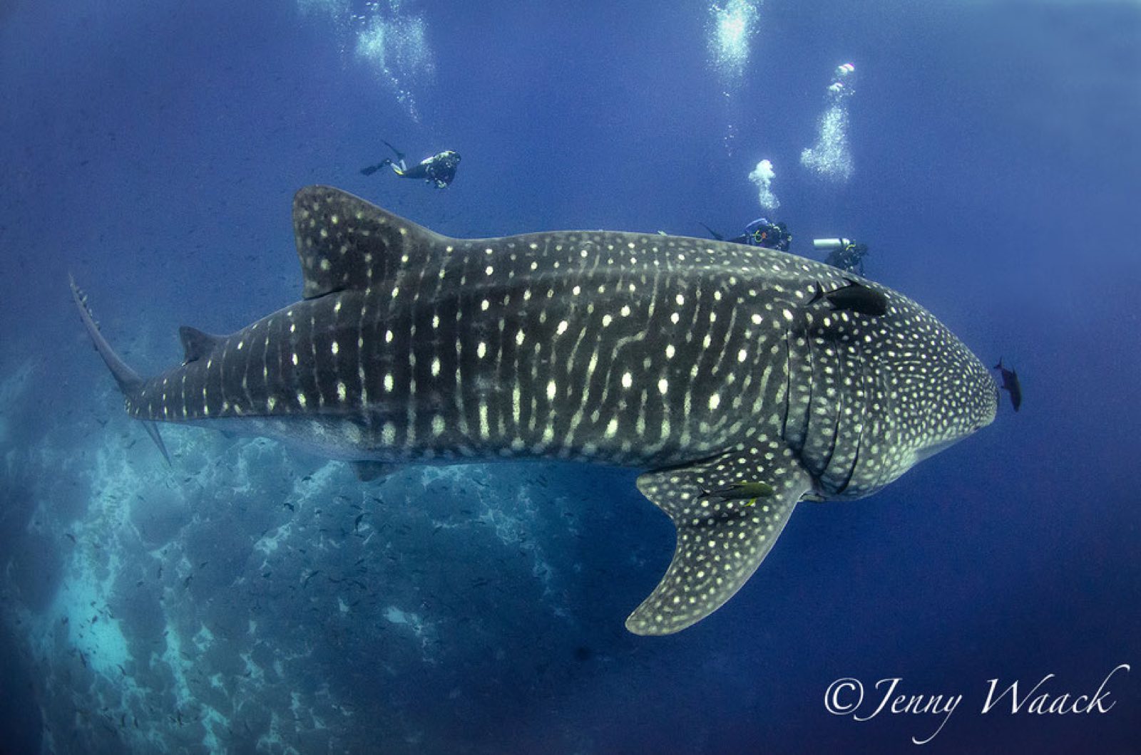 Galapagos Citizen Science Expedition — 2